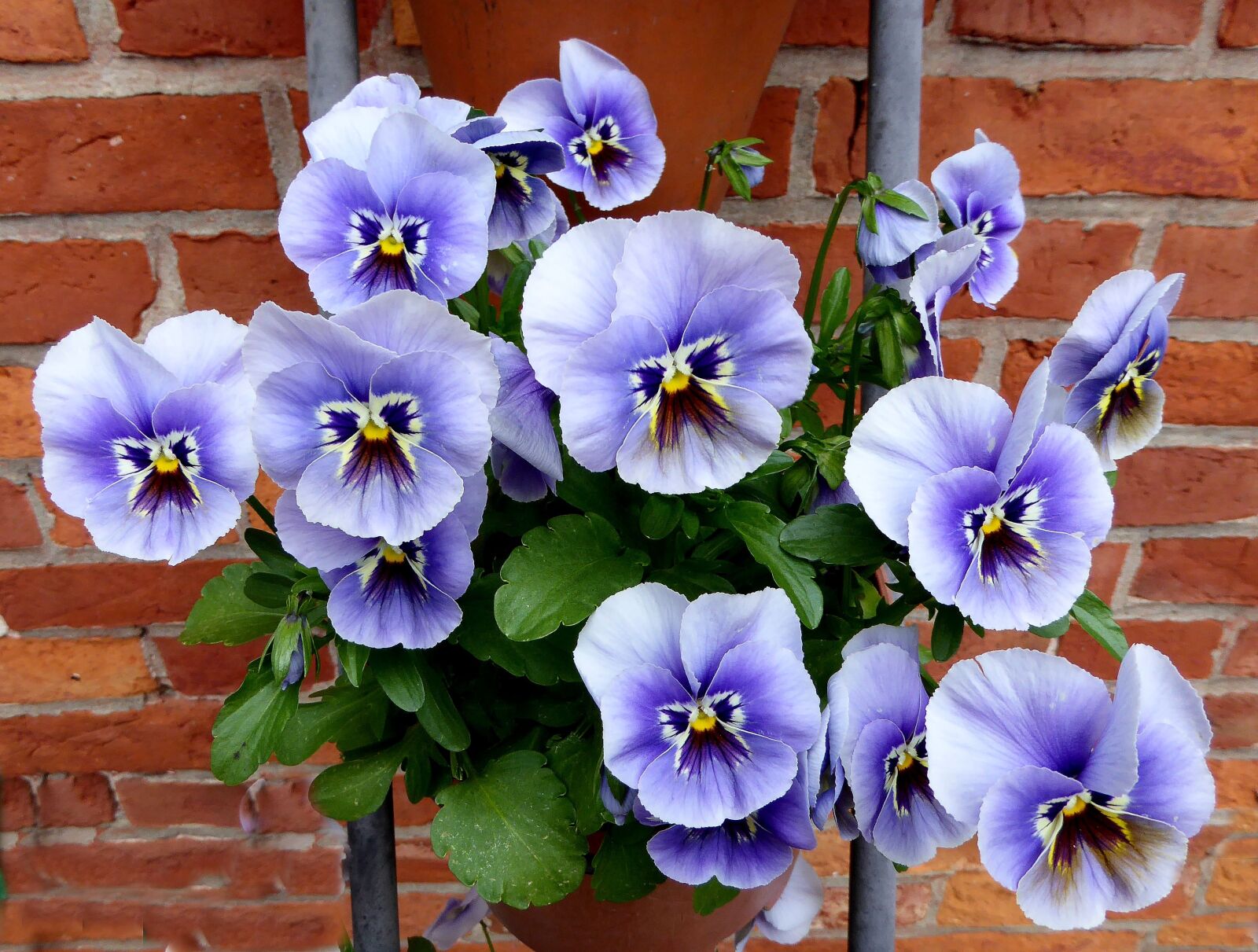 Panasonic DMC-TZ61 sample photo. Pansy, spring, blue photography
