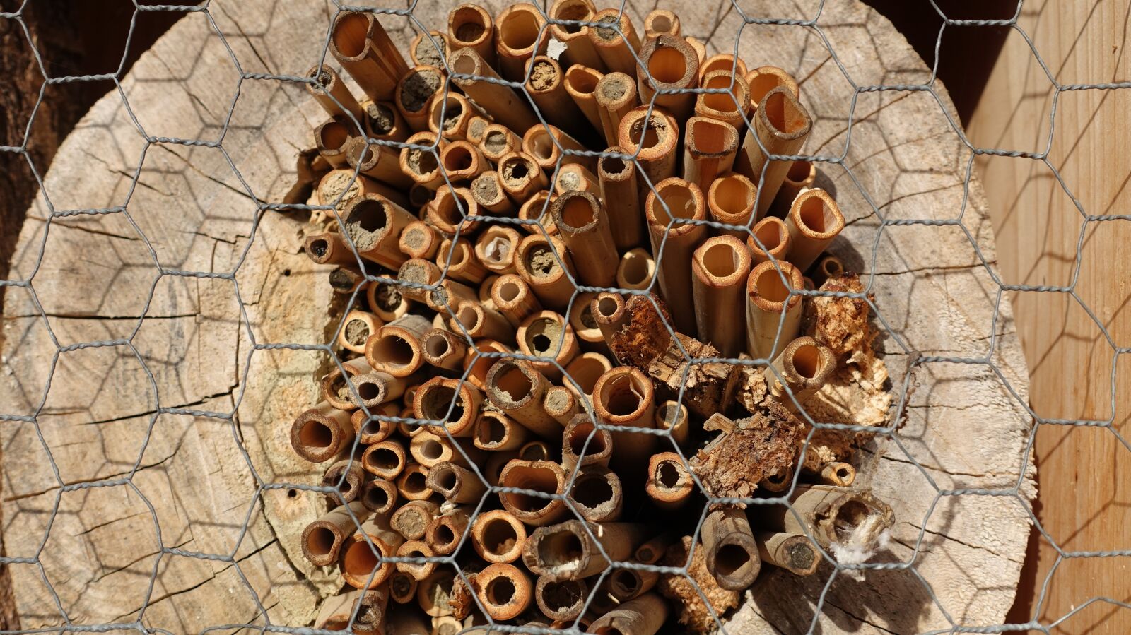 Sony Cyber-shot DSC-RX100 IV sample photo. Structure, tree grates, wild photography