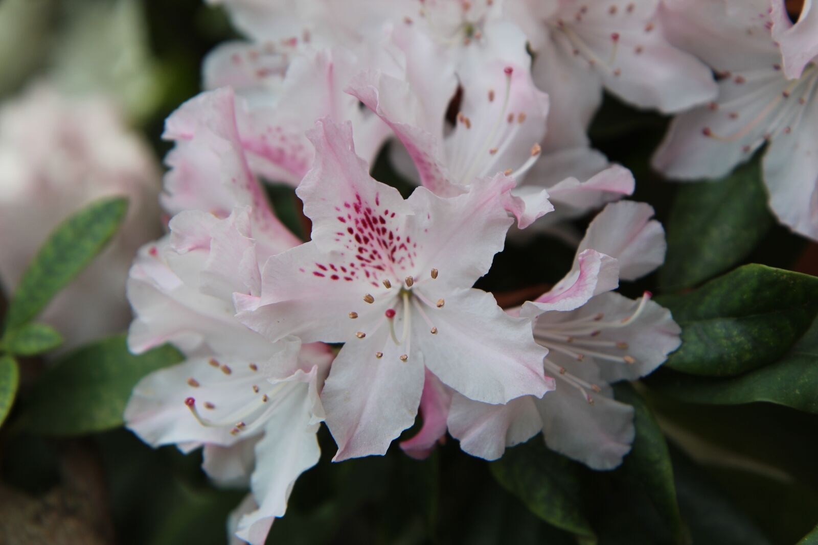 Canon EOS 600D (Rebel EOS T3i / EOS Kiss X5) sample photo. Rhododendron pink, rhododendron, flowering photography
