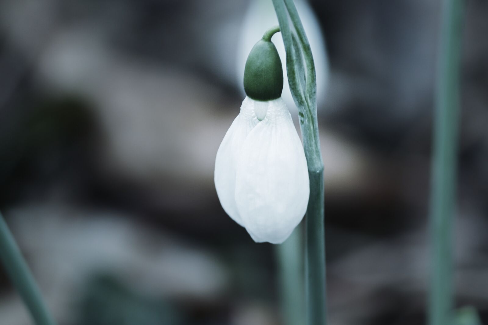 Canon EOS 200D (EOS Rebel SL2 / EOS Kiss X9) sample photo. Snowdrop, individually, spring photography