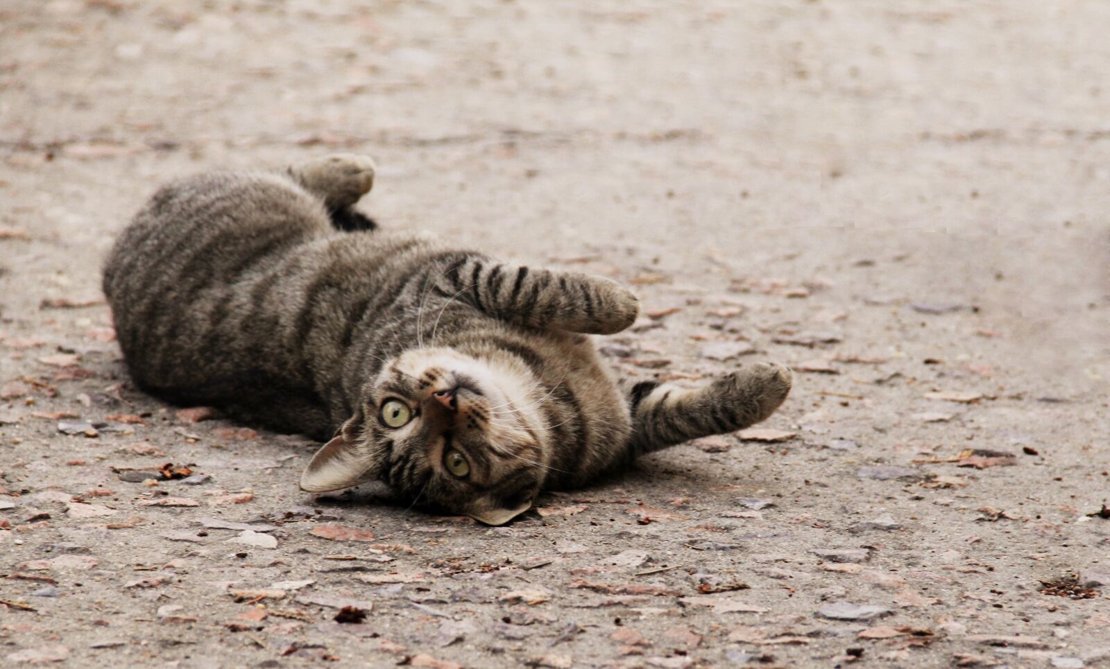 Canon EOS 60D sample photo. Cat, spoiled, cute photography