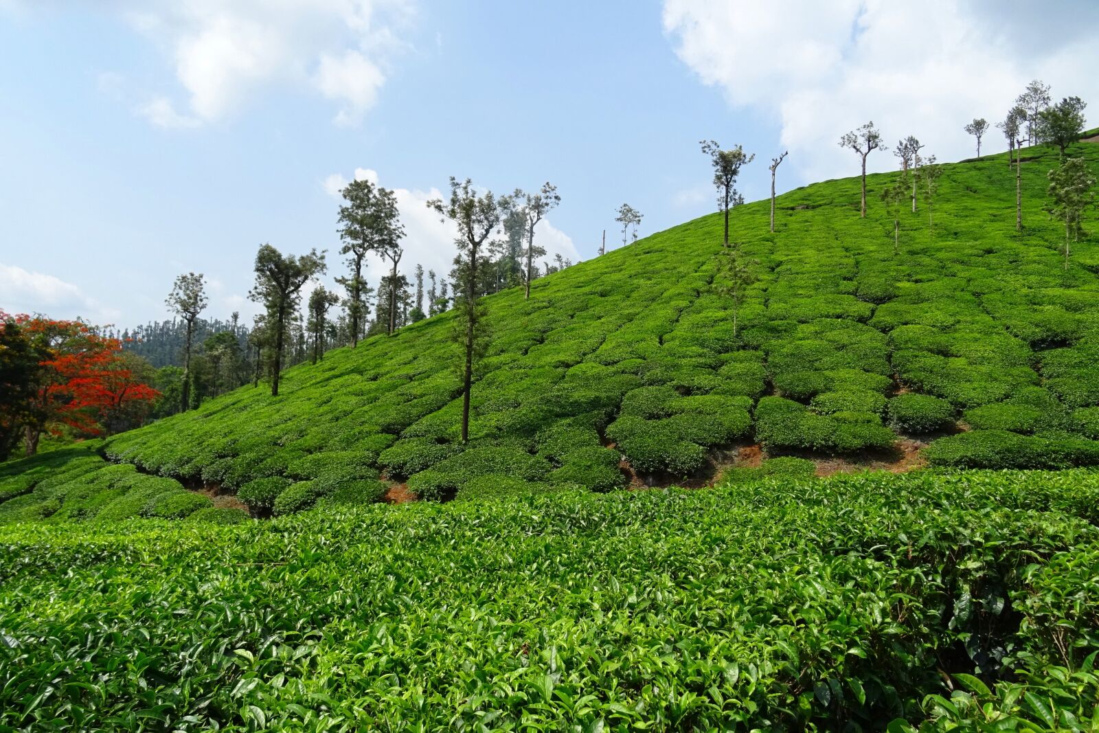 Sony DSC-HX60V sample photo. Tea garden, tea, plant photography
