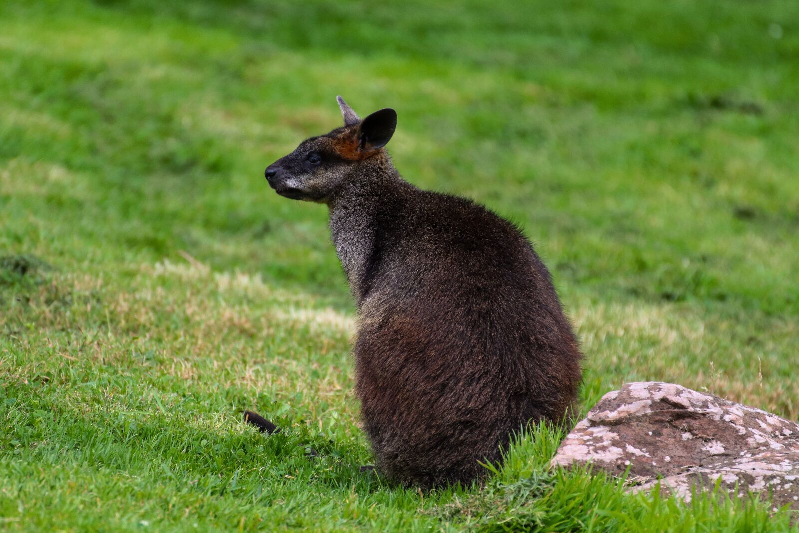 Canon EOS 800D (EOS Rebel T7i / EOS Kiss X9i) sample photo. Walabe, animal, australia photography