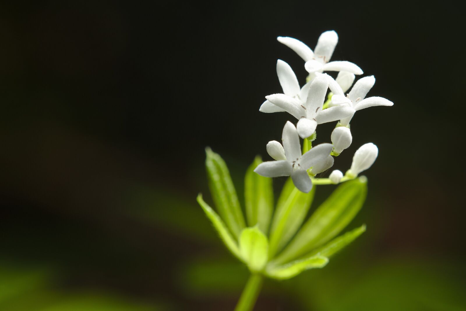 Canon EOS M5 sample photo. Spring, woodruff, blossom photography