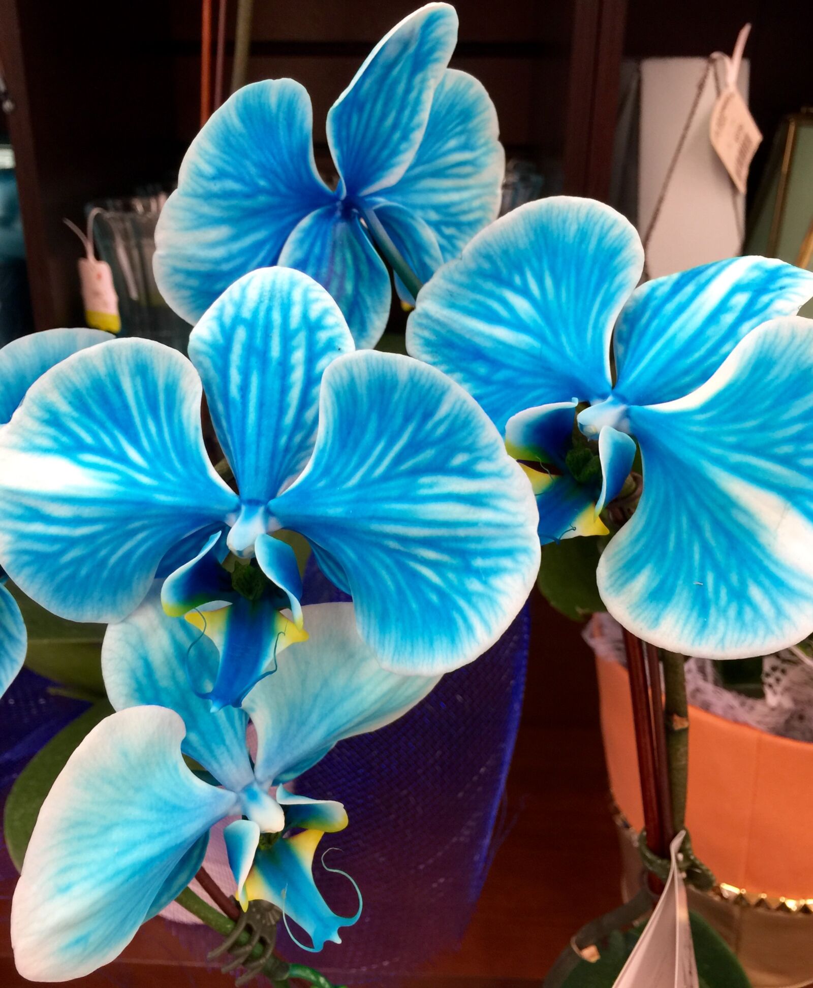 iPhone 6 Plus back camera 4.15mm f/2.2 sample photo. Bloom, blossom, blue, blue photography