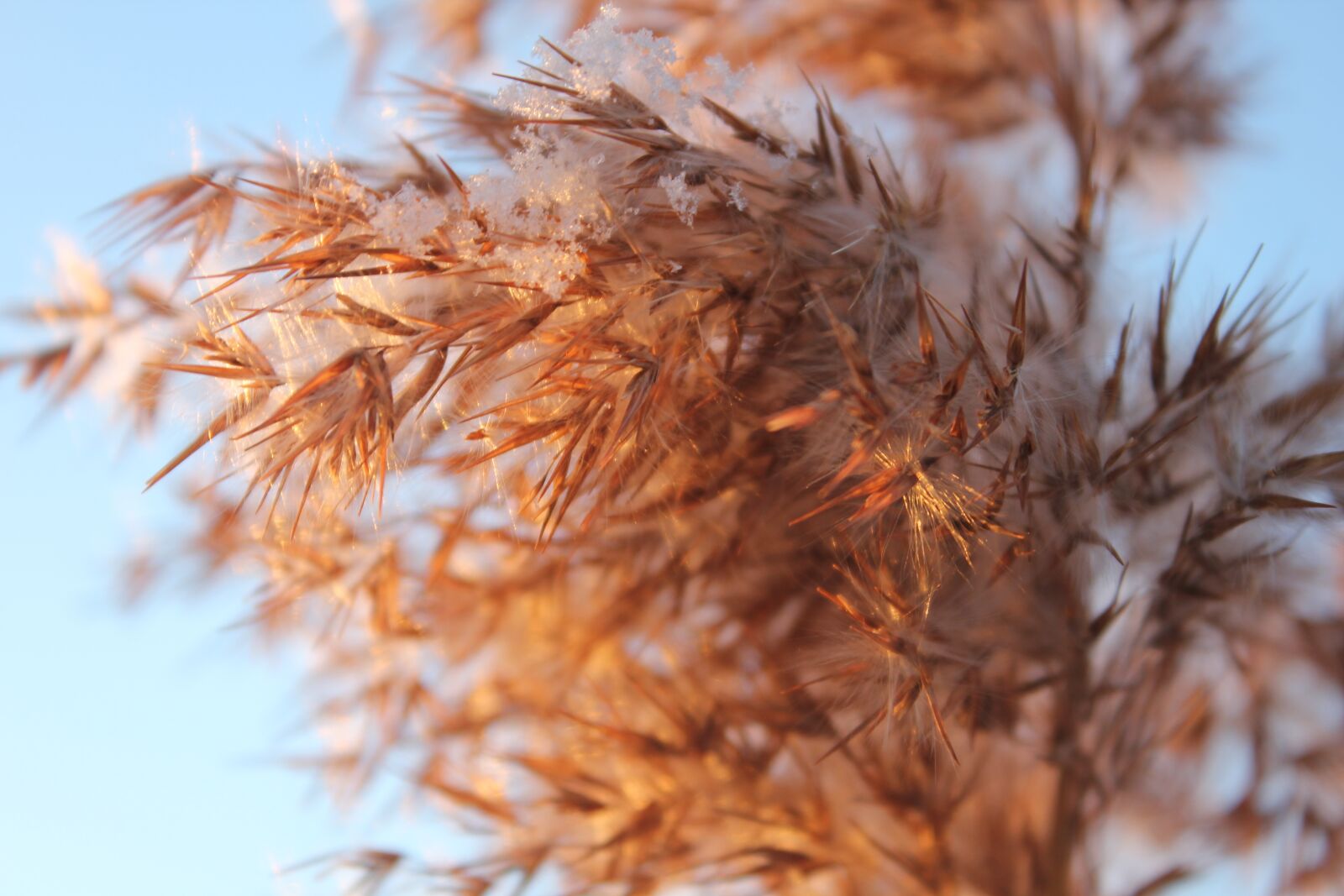Canon EOS 550D (EOS Rebel T2i / EOS Kiss X4) sample photo. Grass, gold, dry grass photography