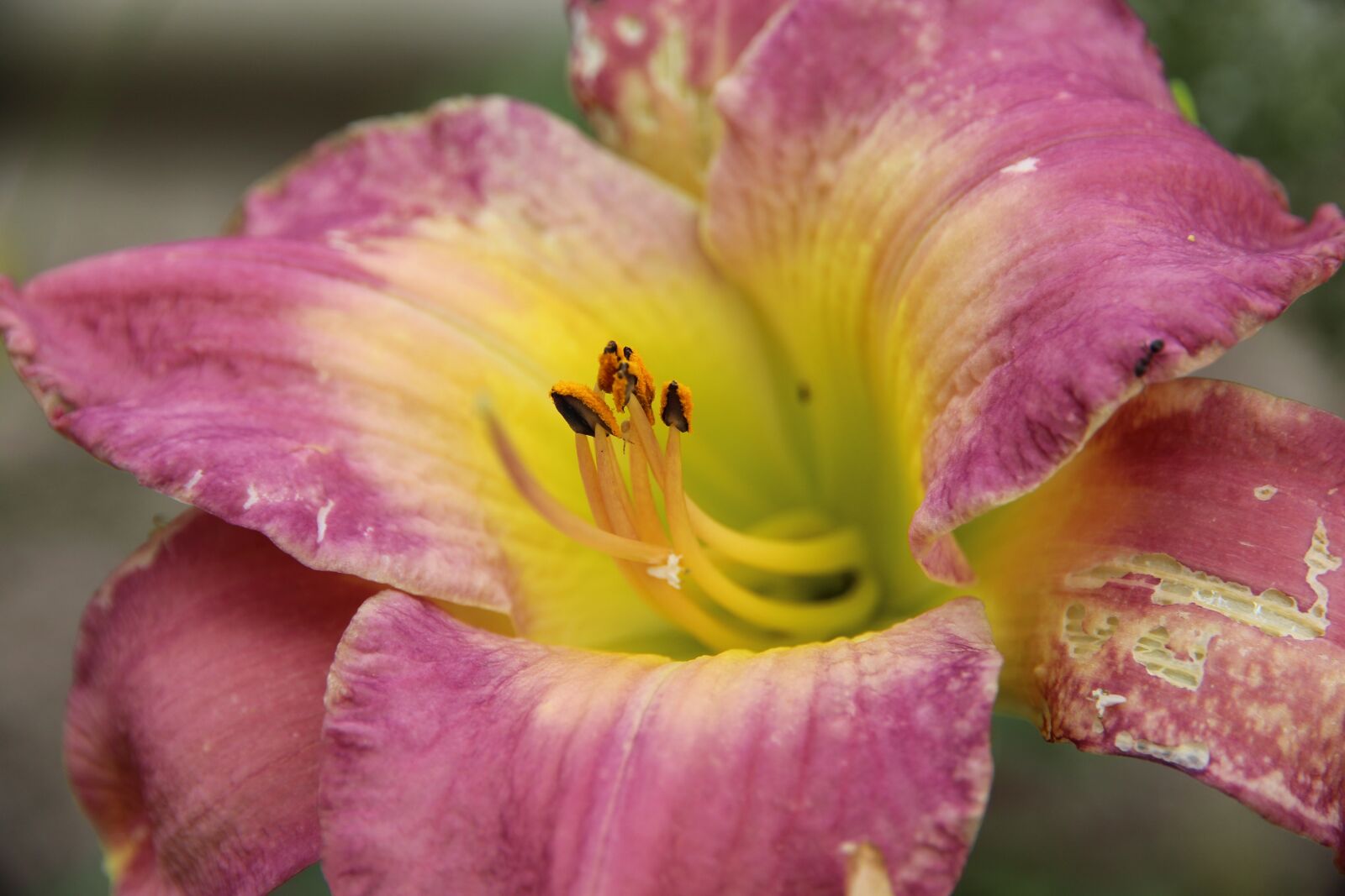 Canon EOS 650D (EOS Rebel T4i / EOS Kiss X6i) sample photo. Day-lily, flower, pink photography
