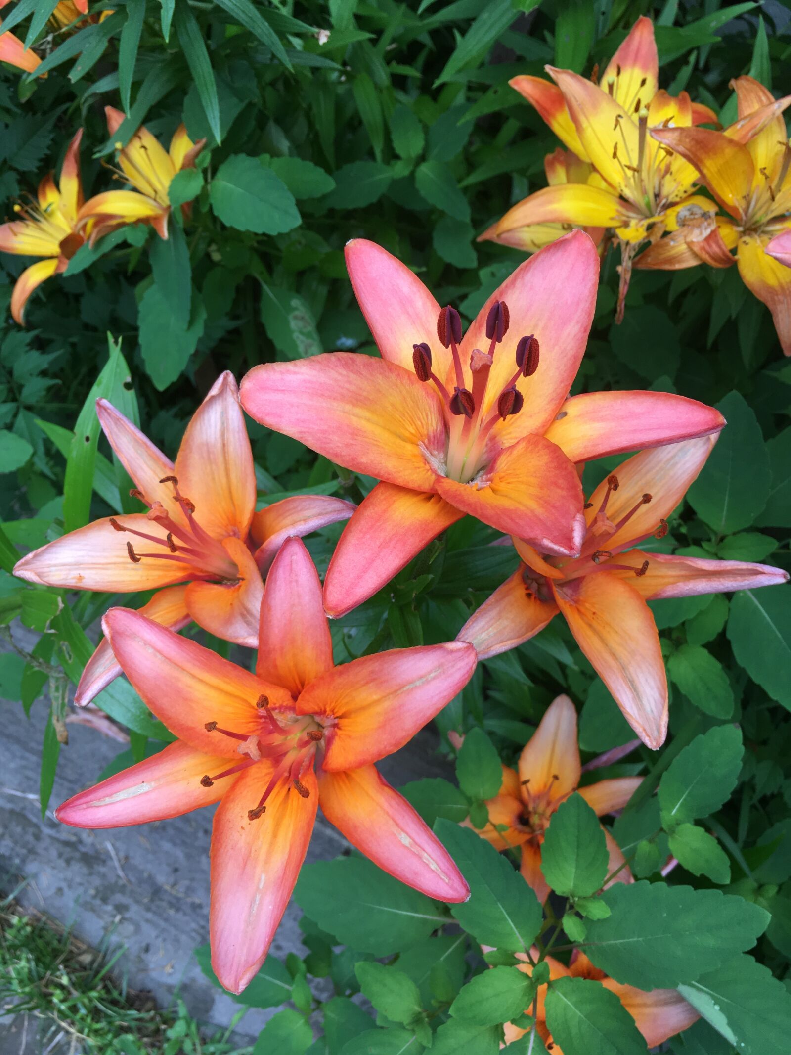 iPhone SE back camera 4.15mm f/2.2 sample photo. Lilly's, nature, pink and photography
