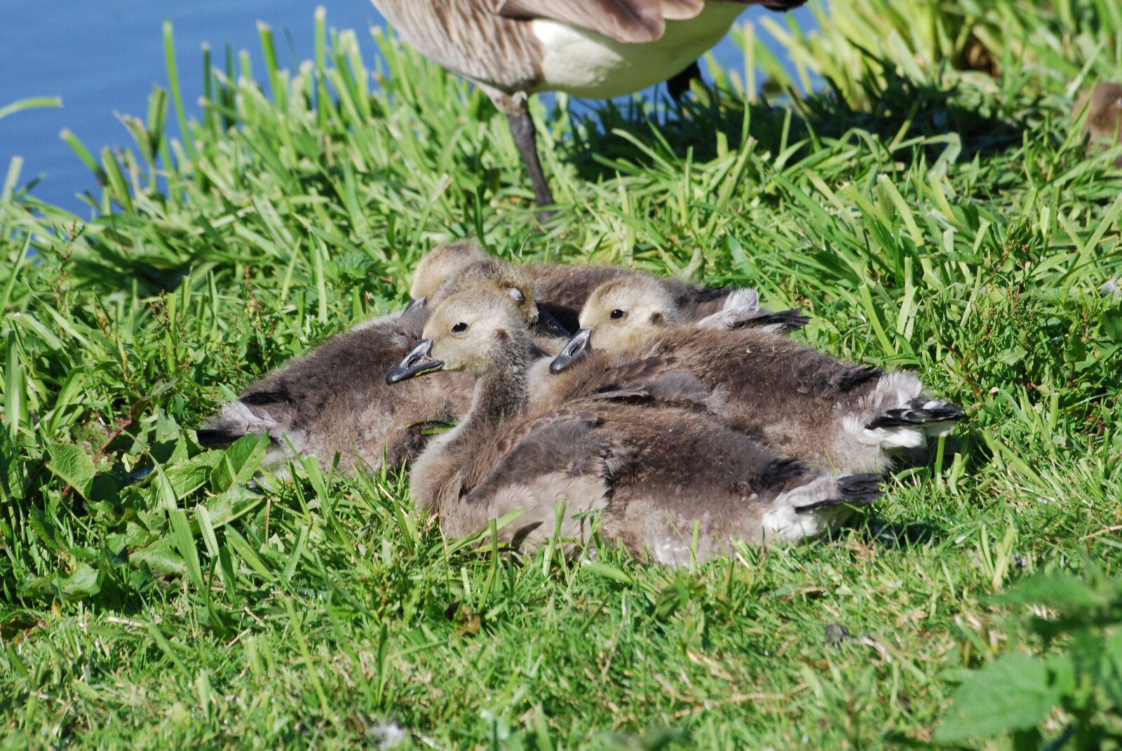 Nikon D80 sample photo. Canada geese, branta canadensis photography