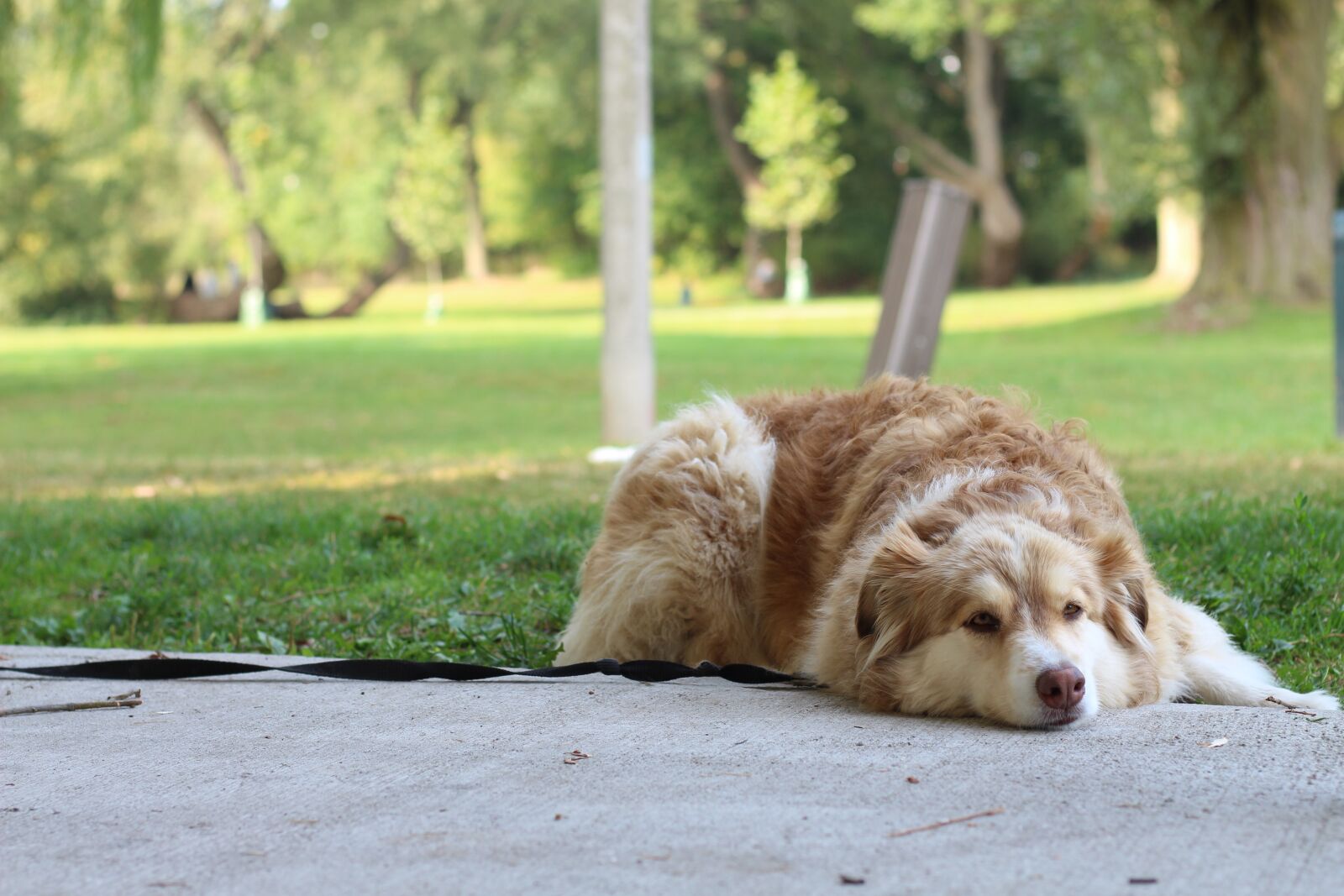 Canon EOS 700D (EOS Rebel T5i / EOS Kiss X7i) + Canon EF 50mm F1.8 STM sample photo. Grass, nature, dog photography