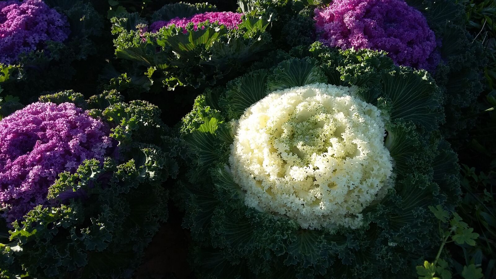 Samsung Galaxy Grand Prime sample photo. Flower, garden, white photography