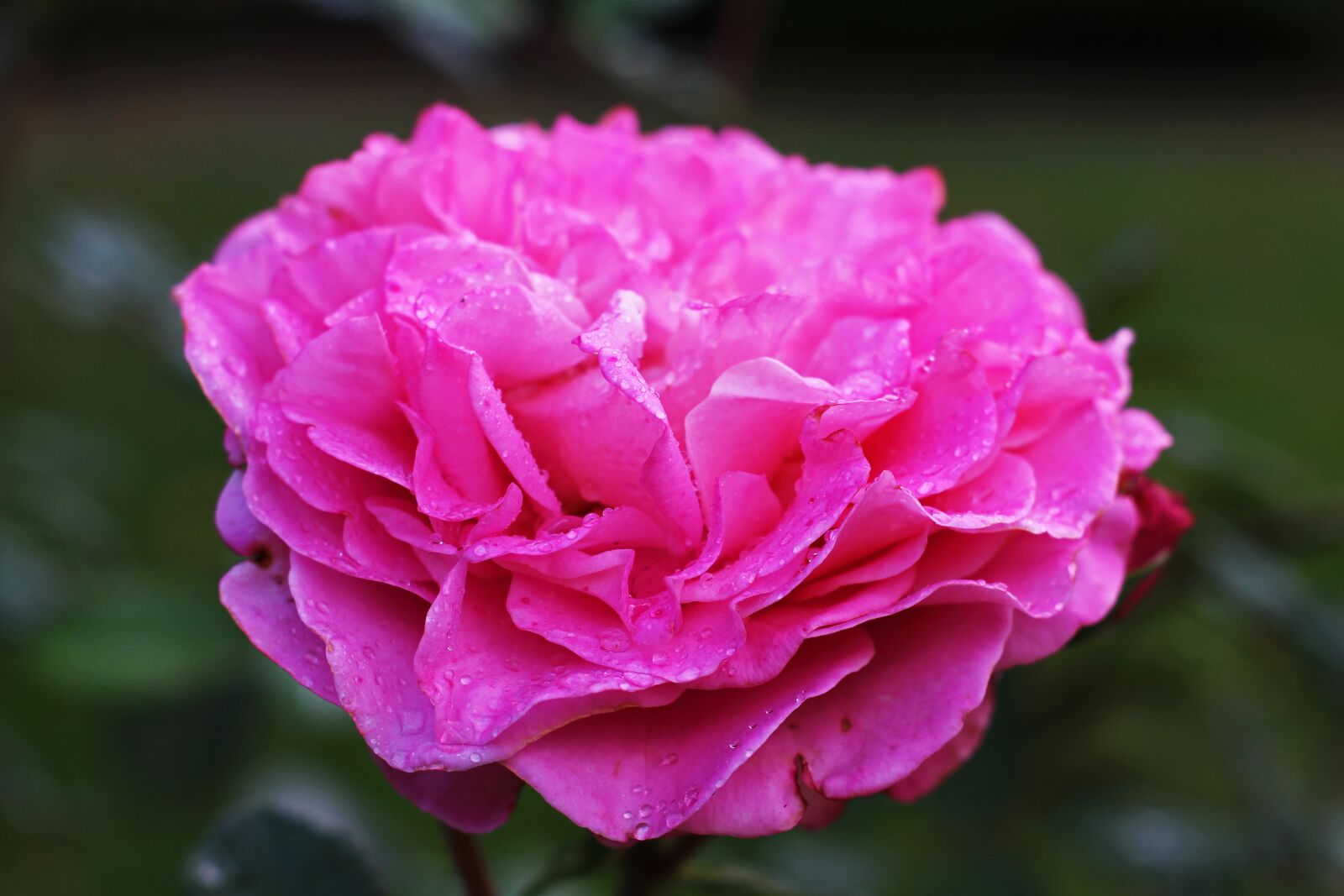 Canon EOS 700D (EOS Rebel T5i / EOS Kiss X7i) sample photo. Rose, pink, scented rose photography