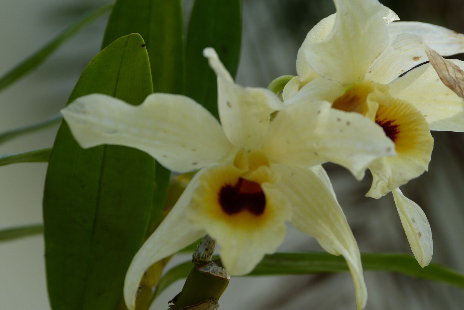 Panasonic Lumix DMC-FZ150 sample photo. Flower, nature, birds photography