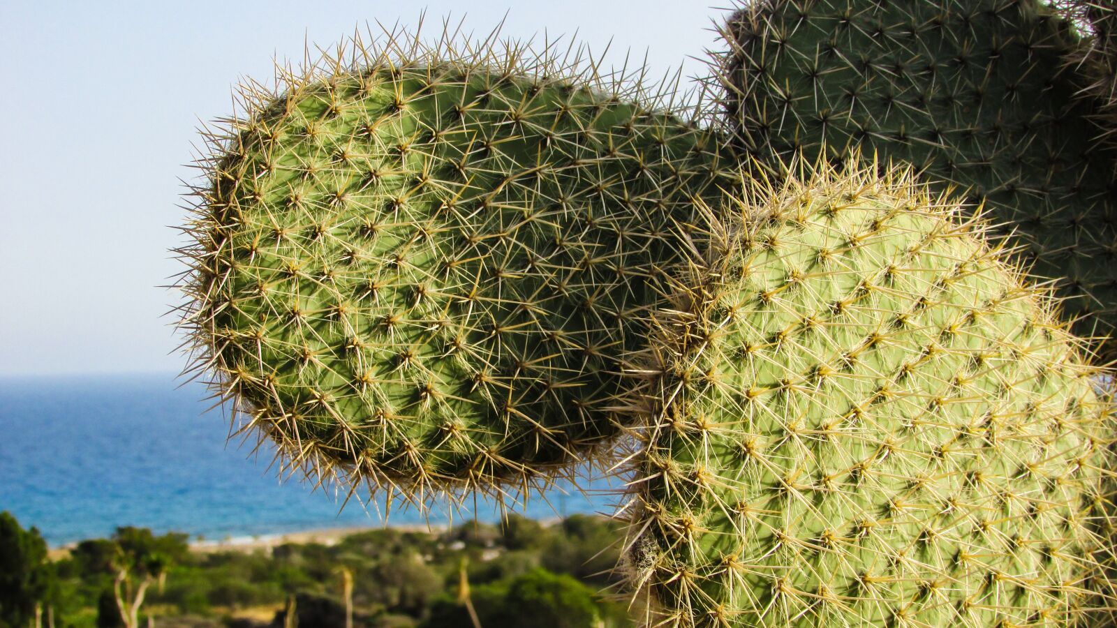 Canon PowerShot SX400 IS sample photo. Cyprus, ayia napa, cactus photography