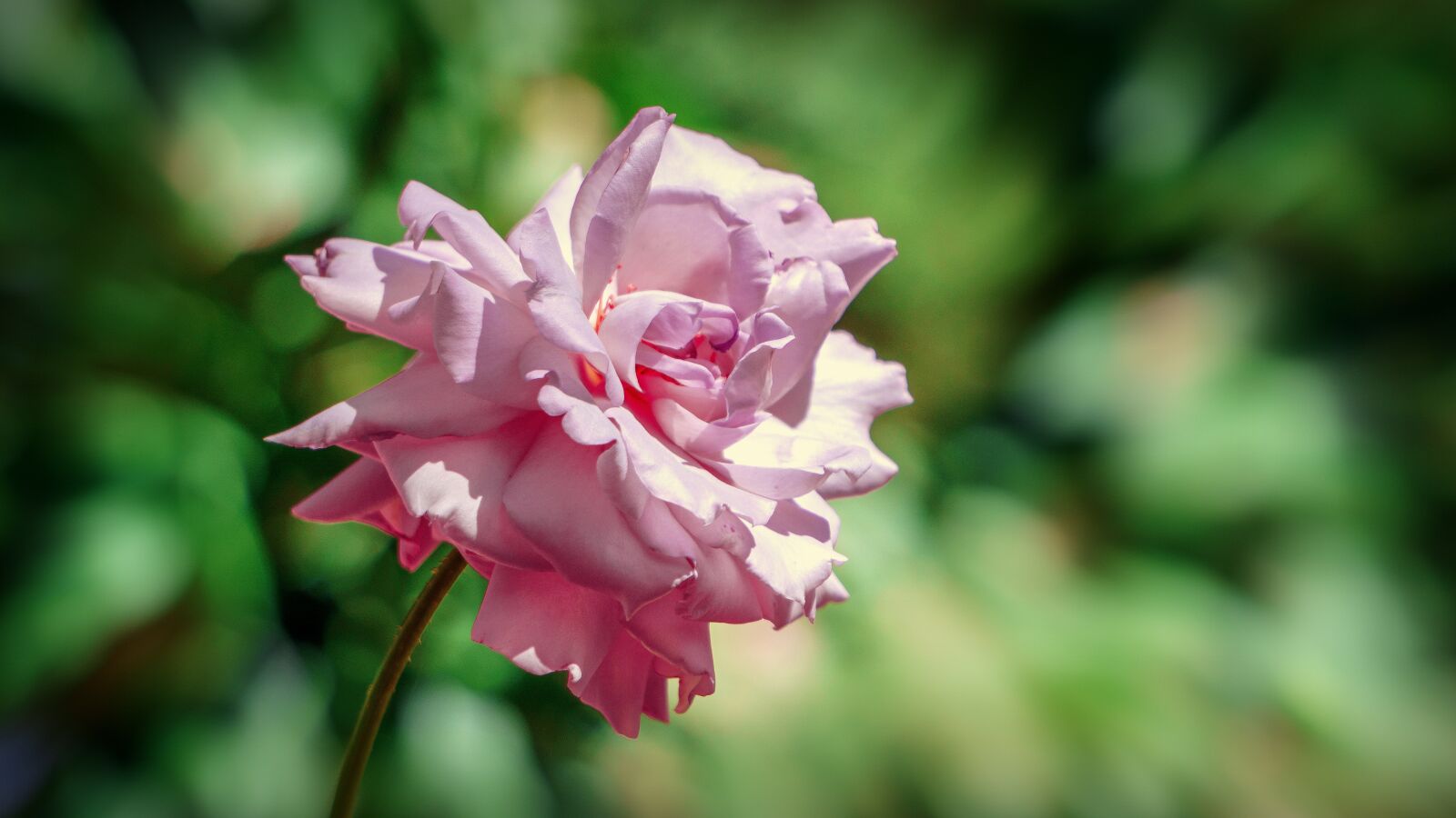 Sony a6000 sample photo. Rosa, flower, flora photography