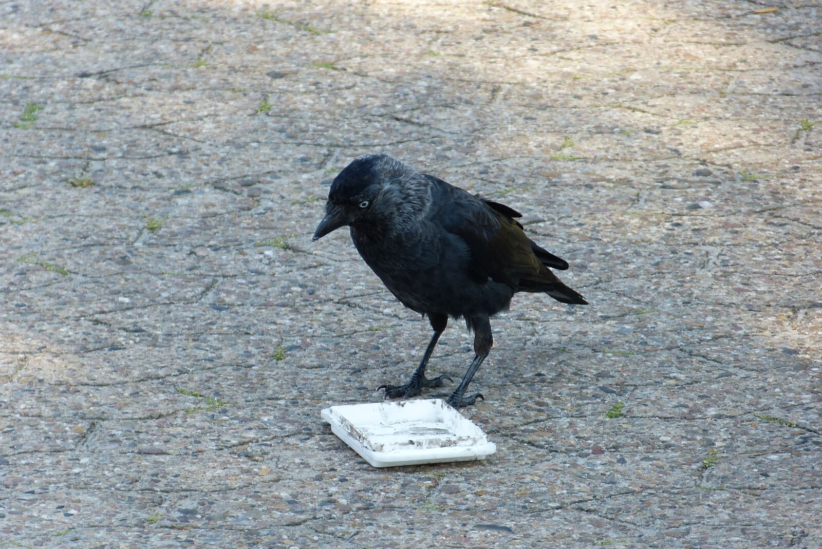 Panasonic Lumix DMC-FZ150 sample photo. Jackdaw, bird, black photography