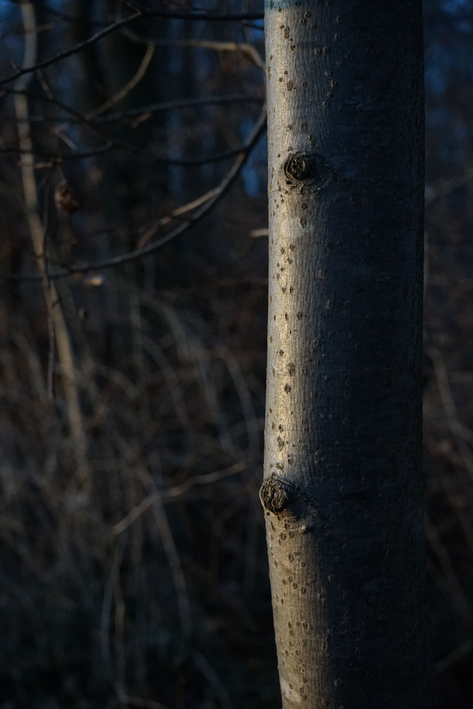 Sony a7 sample photo. Tree, bark, log photography
