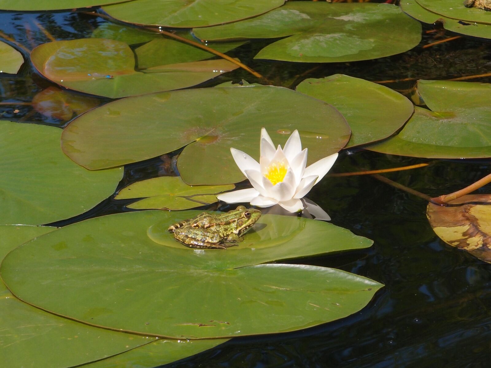 Olympus XZ-1 sample photo. Water, river, water lilies photography