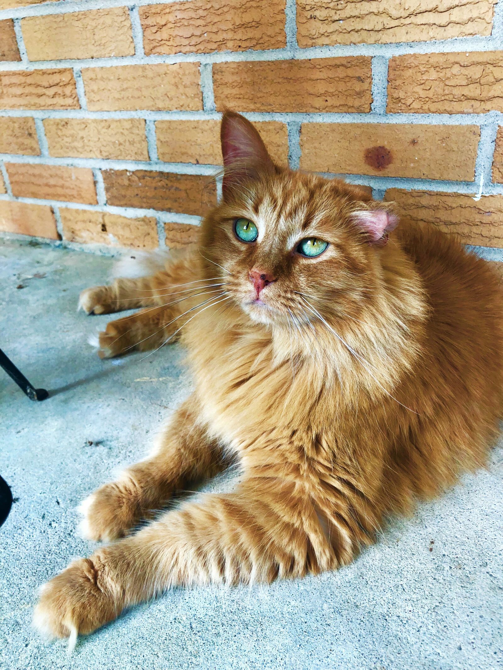iPhone X back dual camera 4mm f/1.8 sample photo. Cat, orange cat, domestic photography