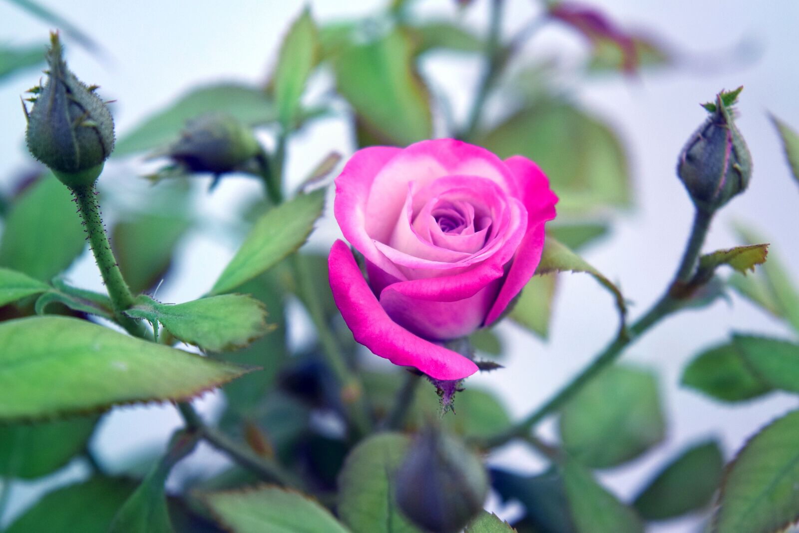 Nikon D5300 sample photo. Rose, flower, pink photography