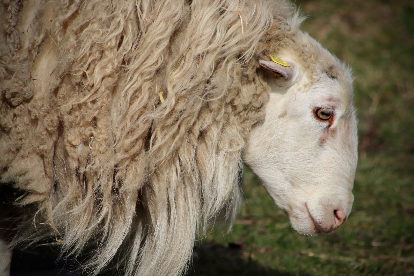 Canon EOS 800D (EOS Rebel T7i / EOS Kiss X9i) sample photo. Sheep, pet, livestock photography