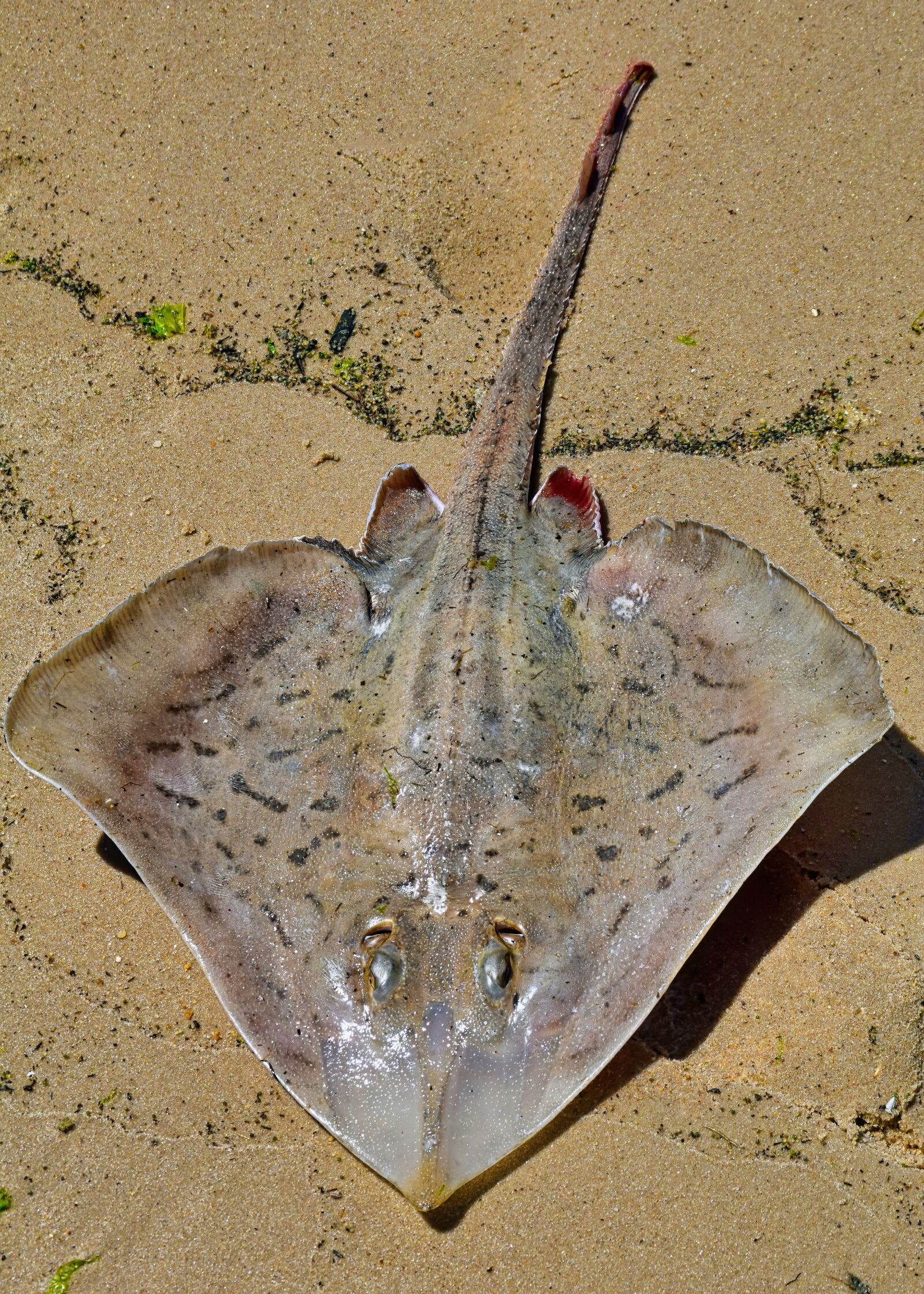 Nikon D3300 sample photo. Skate, sand, beach photography