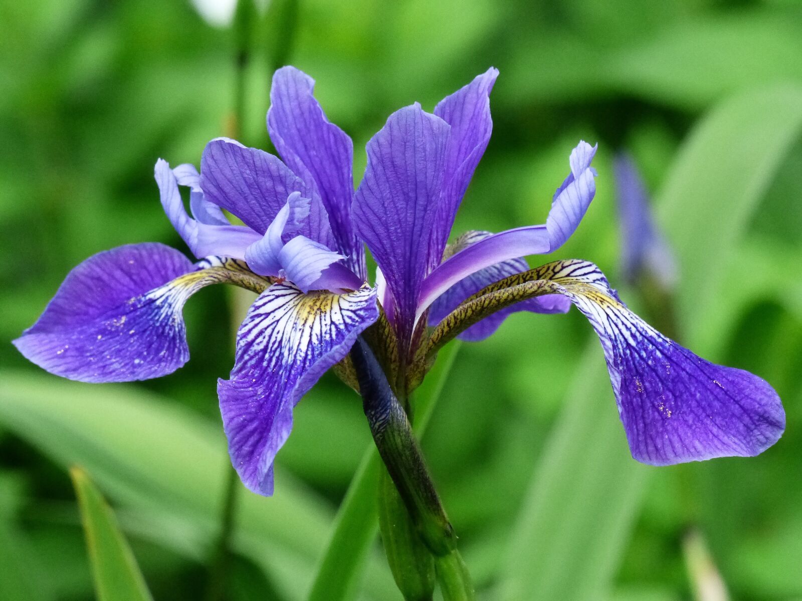 Panasonic Lumix DMC-FZ200 sample photo. Flower, blue, iris photography