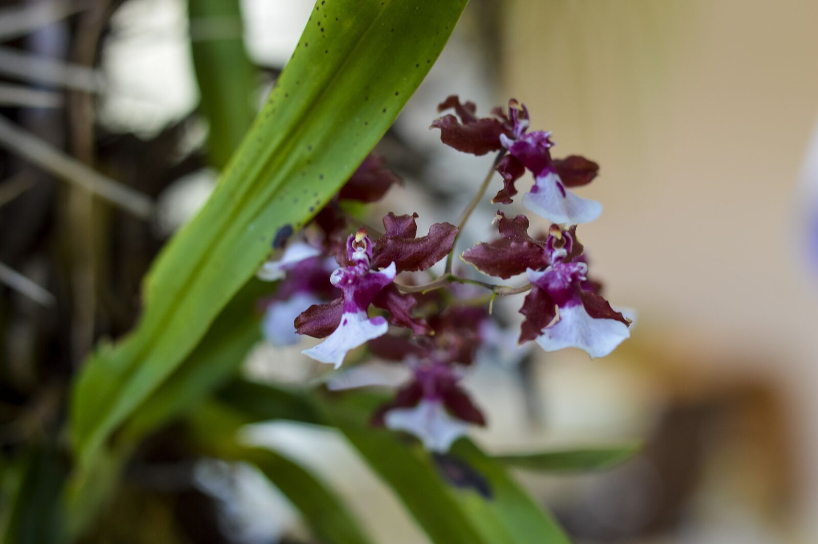 Nikon D3200 sample photo. Mini orchid, flower, orchids photography