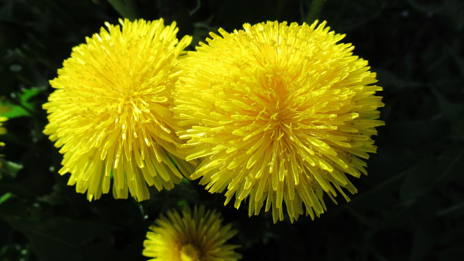 Canon PowerShot SX620 HS sample photo. Flower, dandelion, yellow photography