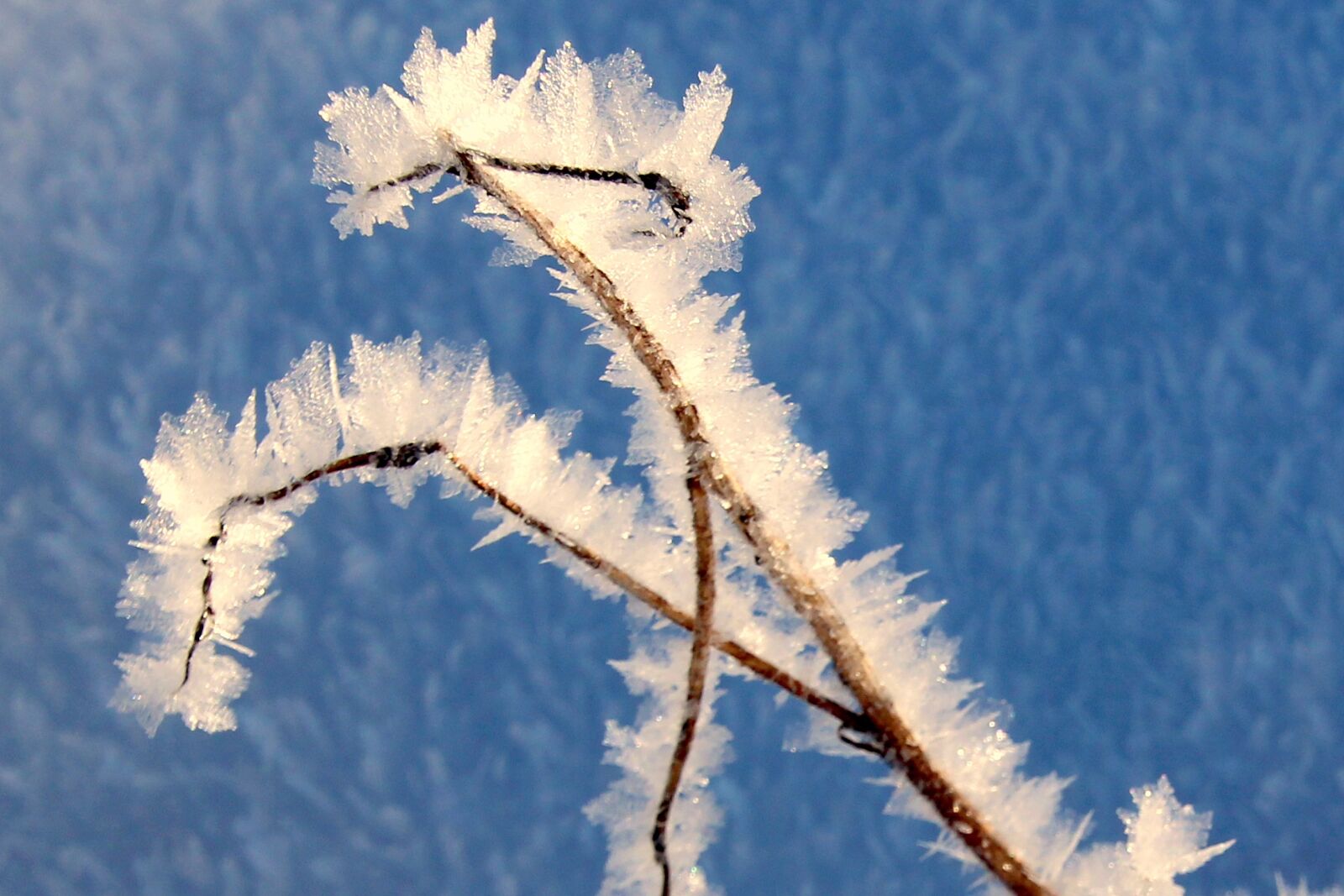 Canon EOS 650D (EOS Rebel T4i / EOS Kiss X6i) sample photo. Blade of grass, frozen photography
