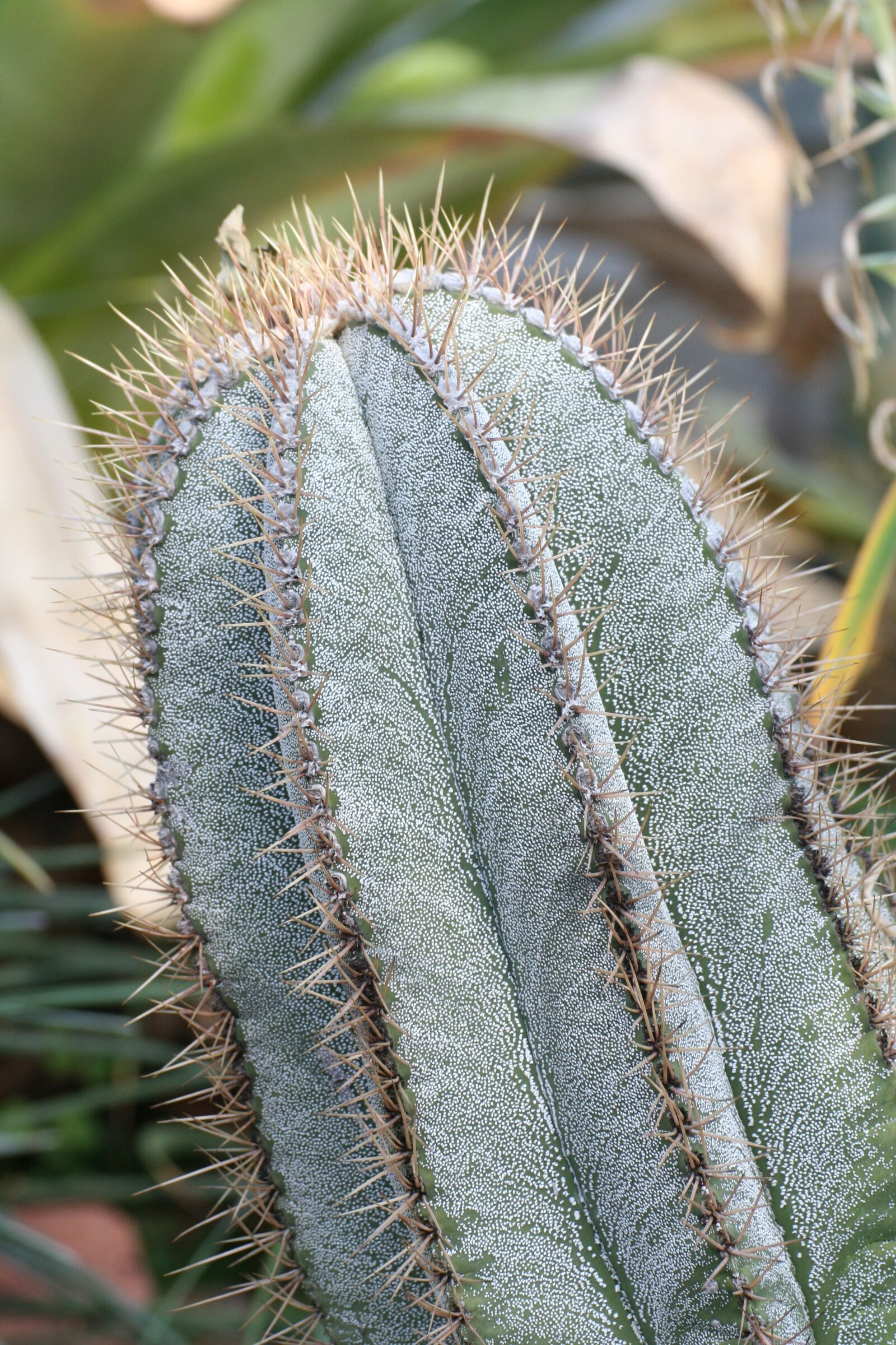 Canon EOS 350D (EOS Digital Rebel XT / EOS Kiss Digital N) sample photo. Succulent, cactus, nature photography