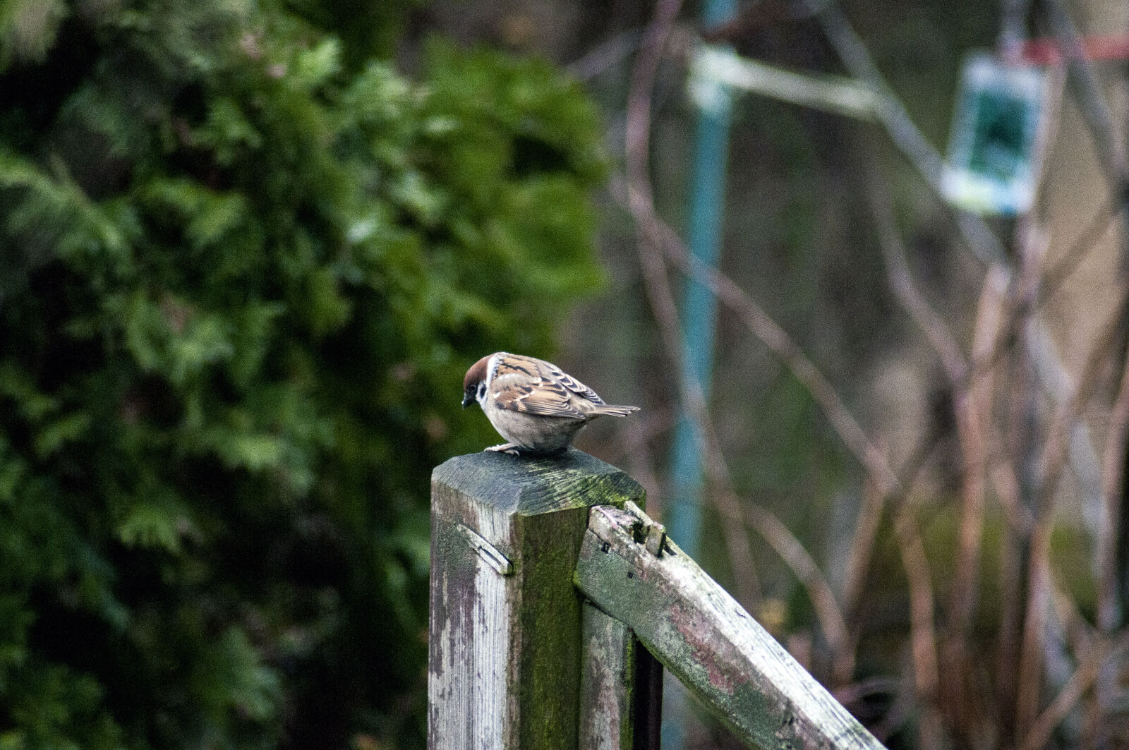 Nikon D300S sample photo