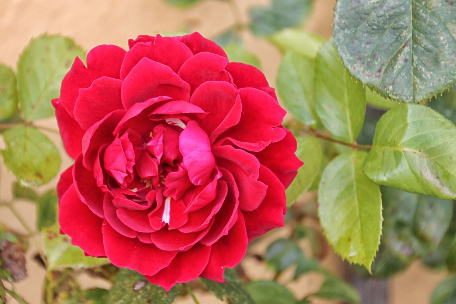 Canon EOS 1100D (EOS Rebel T3 / EOS Kiss X50) sample photo. Rose, blossom, bloom photography