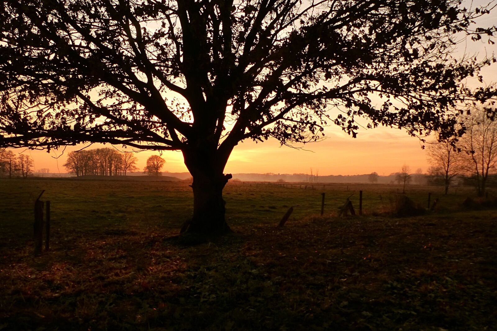 Panasonic Lumix DMC-FZ200 sample photo. Sunset, tree, fog photography