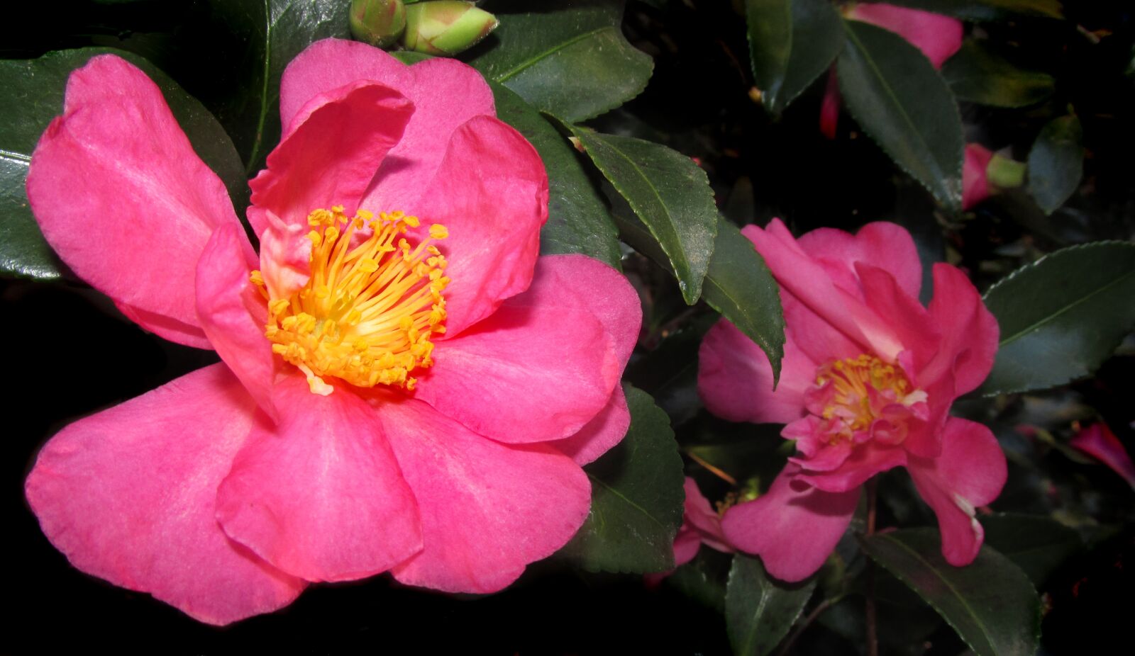Canon PowerShot SX170 IS sample photo. Camellia, pink, flower photography