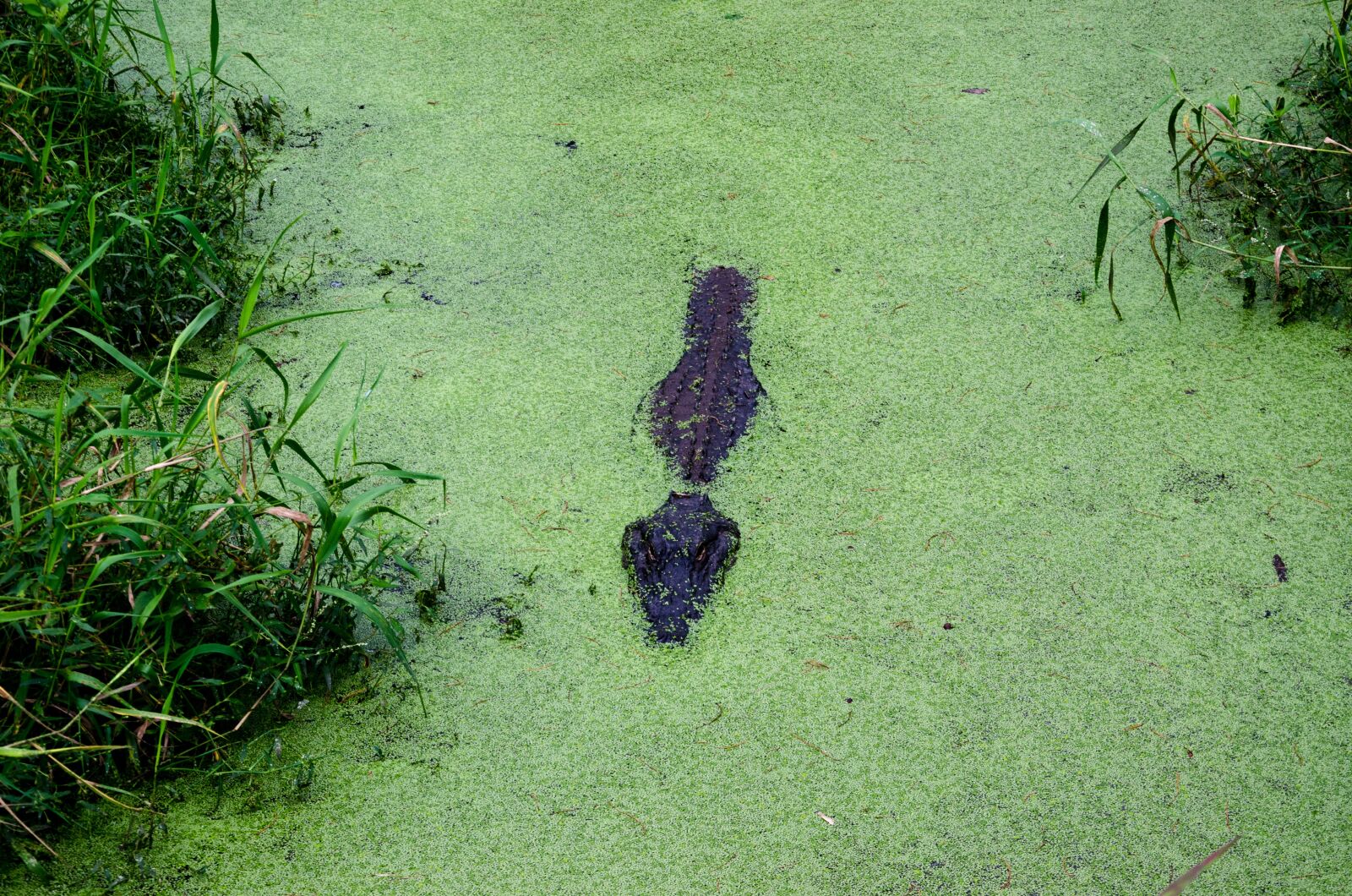 Nikon D5100 sample photo. Alligator alley, alabama, usa photography