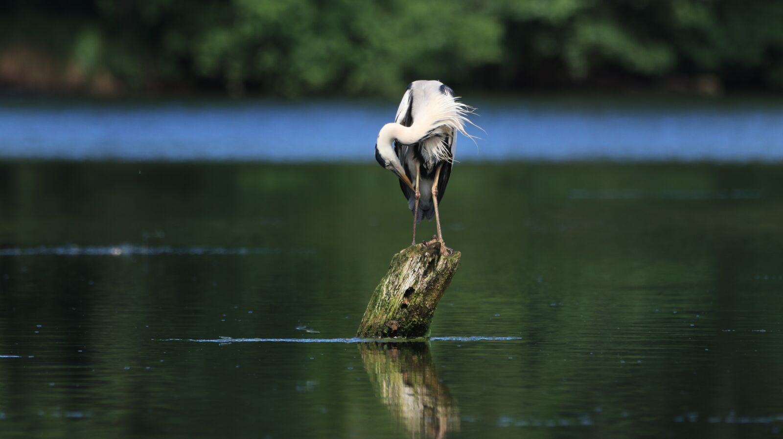 150-600mm F5-6.3 DG OS HSM | Contemporary 015 sample photo. Heron, lake, water photography