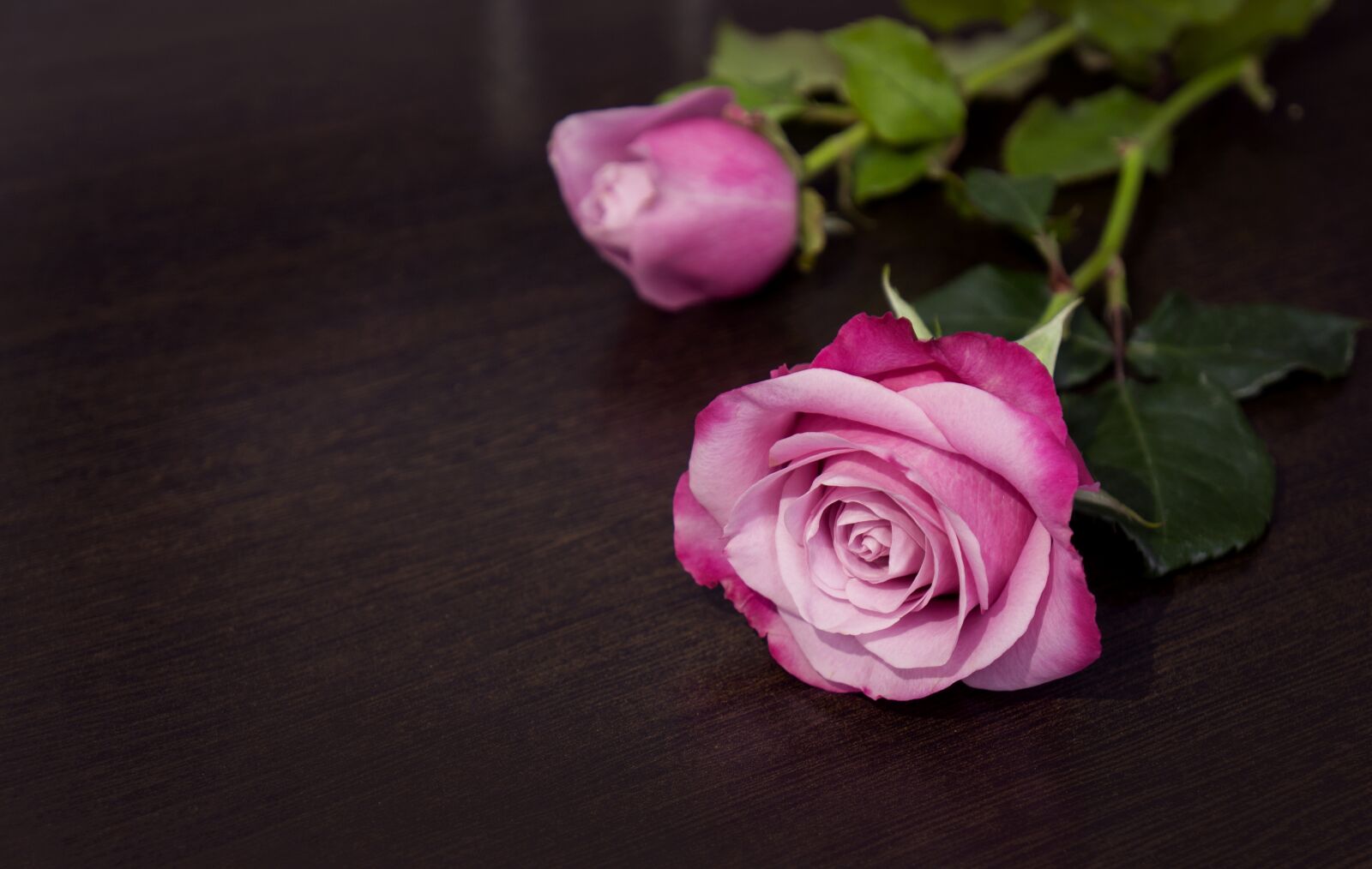 Sony Alpha NEX-F3 + Sony E 18-55mm F3.5-5.6 OSS sample photo. Natural, emotion, roses photography