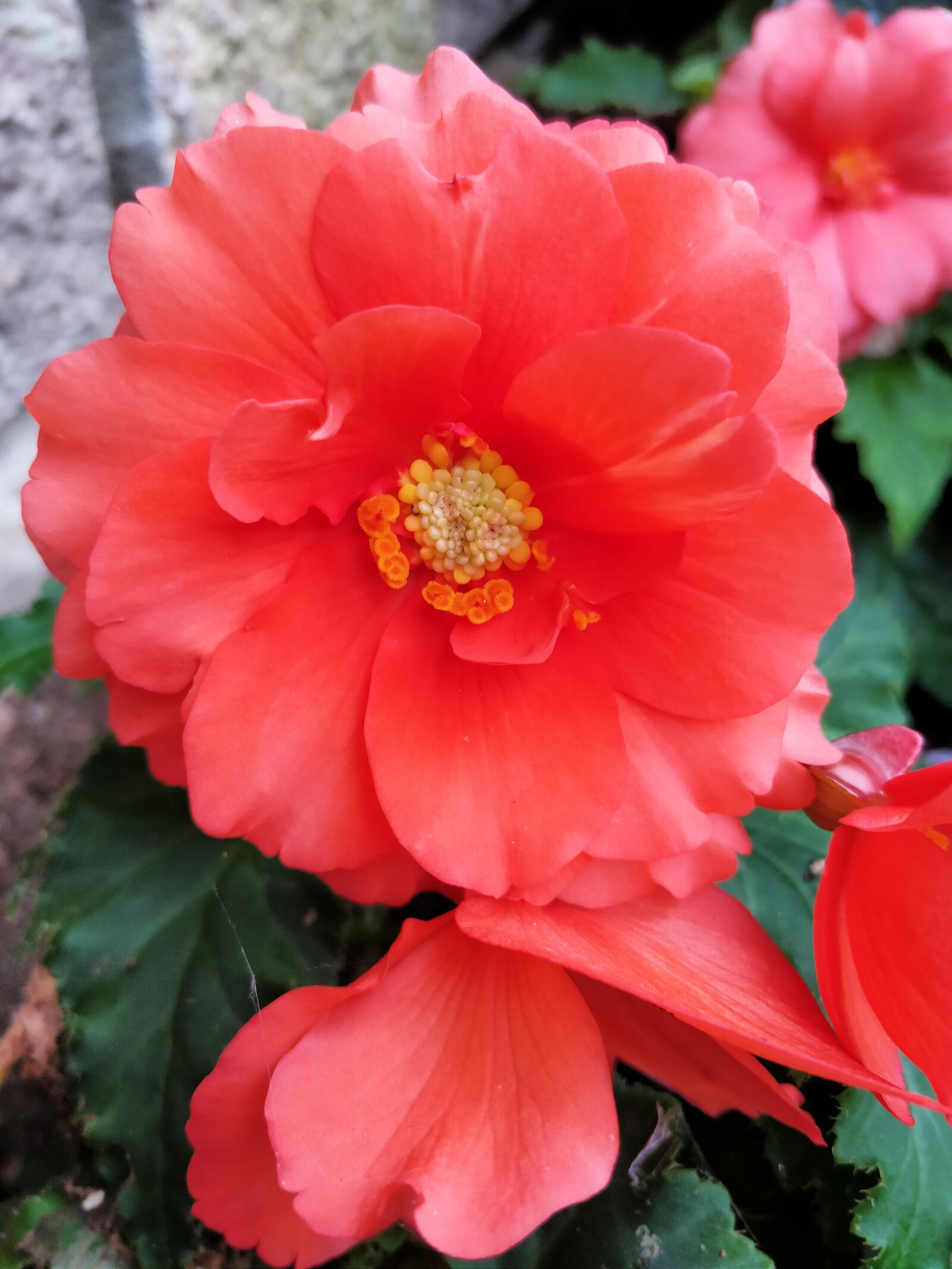 OnePlus 5 sample photo. Flower, orange, bloom photography