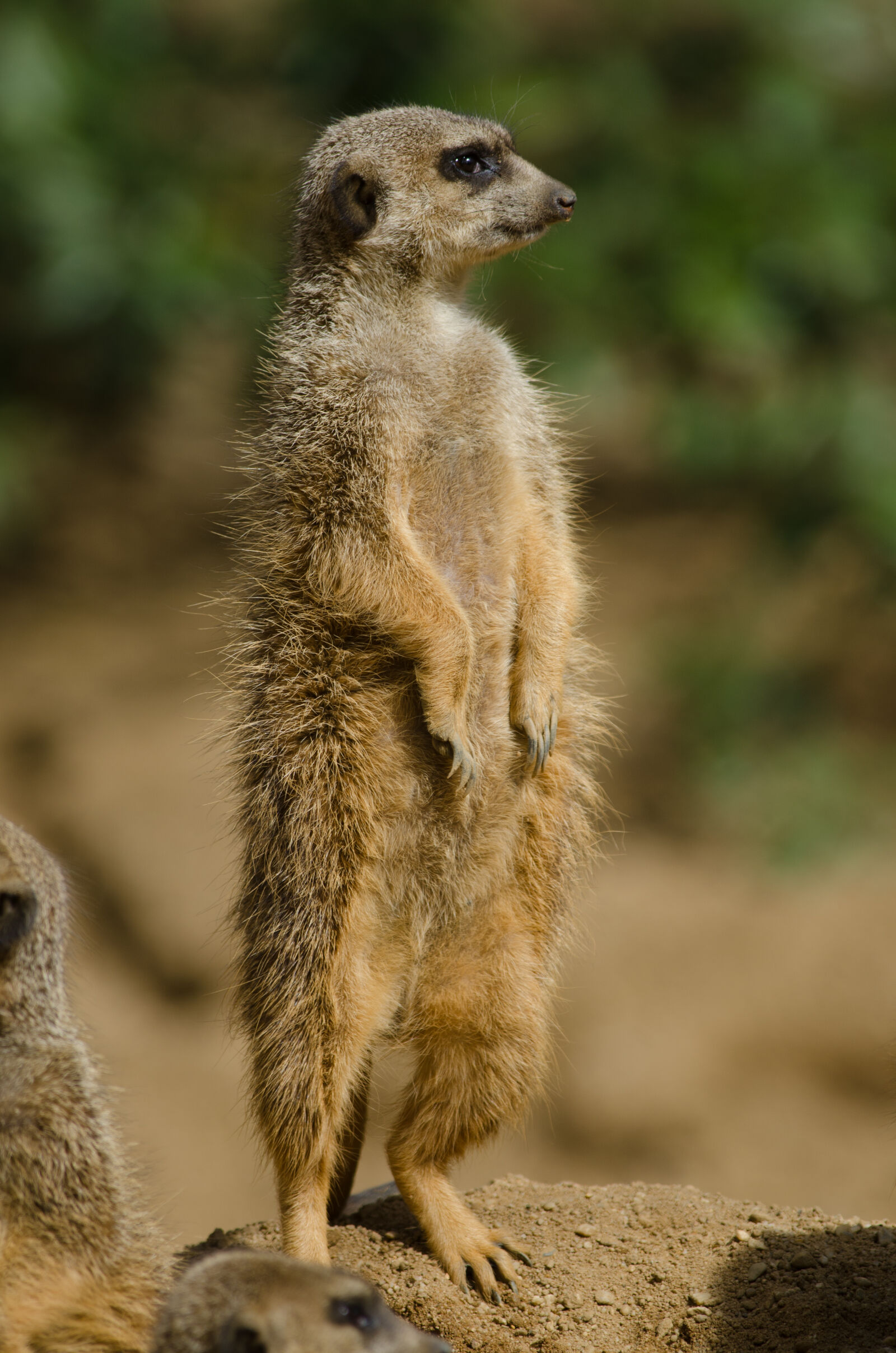 Nikon D7000 + Sigma APO Tele Macro 300mm F4 sample photo