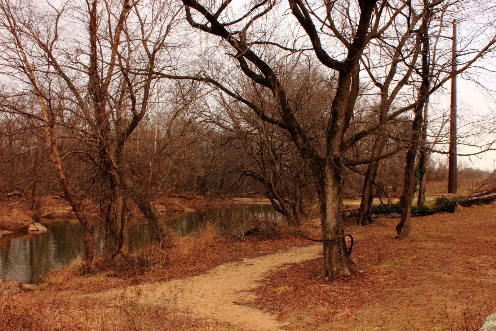 Canon EOS 600D (Rebel EOS T3i / EOS Kiss X5) sample photo. Fall, trees, lonely photography