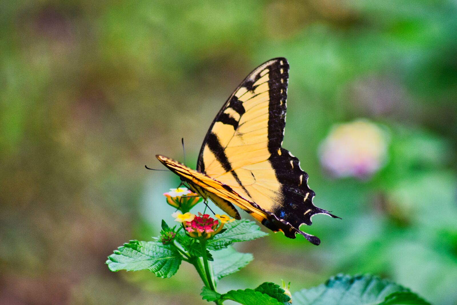 Nikon D3300 sample photo. Butterfly, insect, wing photography