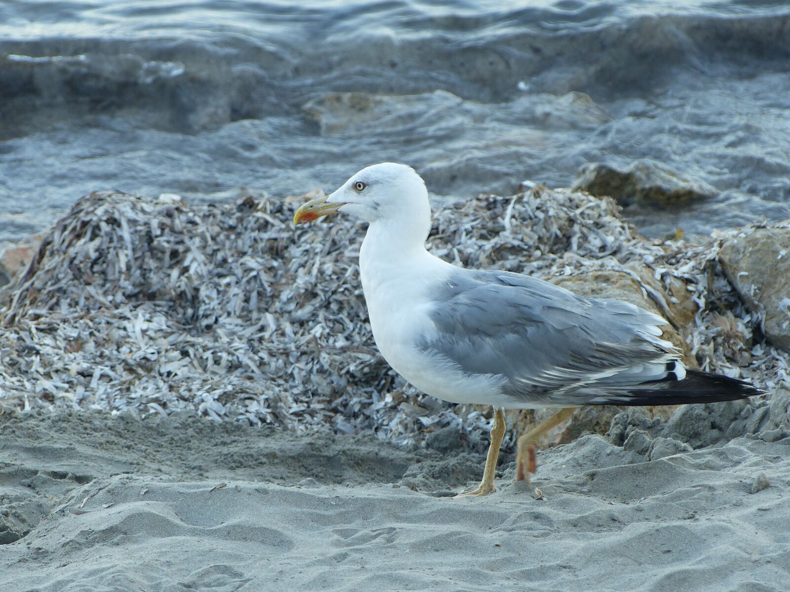 Panasonic Lumix DMC-FZ200 sample photo. Coast, beach, sea photography