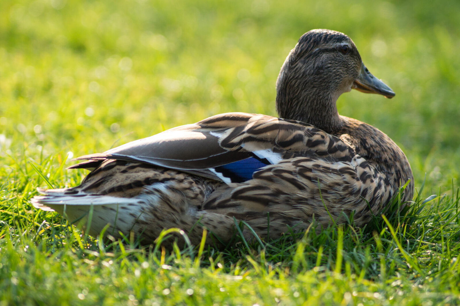 Sony DT 55-200mm F4-5.6 SAM sample photo. Relaxing, animal, chilling, duck photography