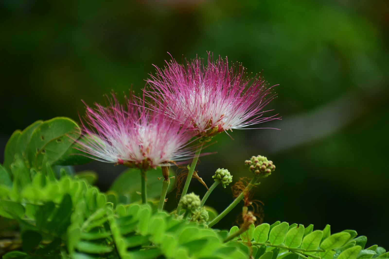Nikon D5300 sample photo. Flowers, albor, fauna photography