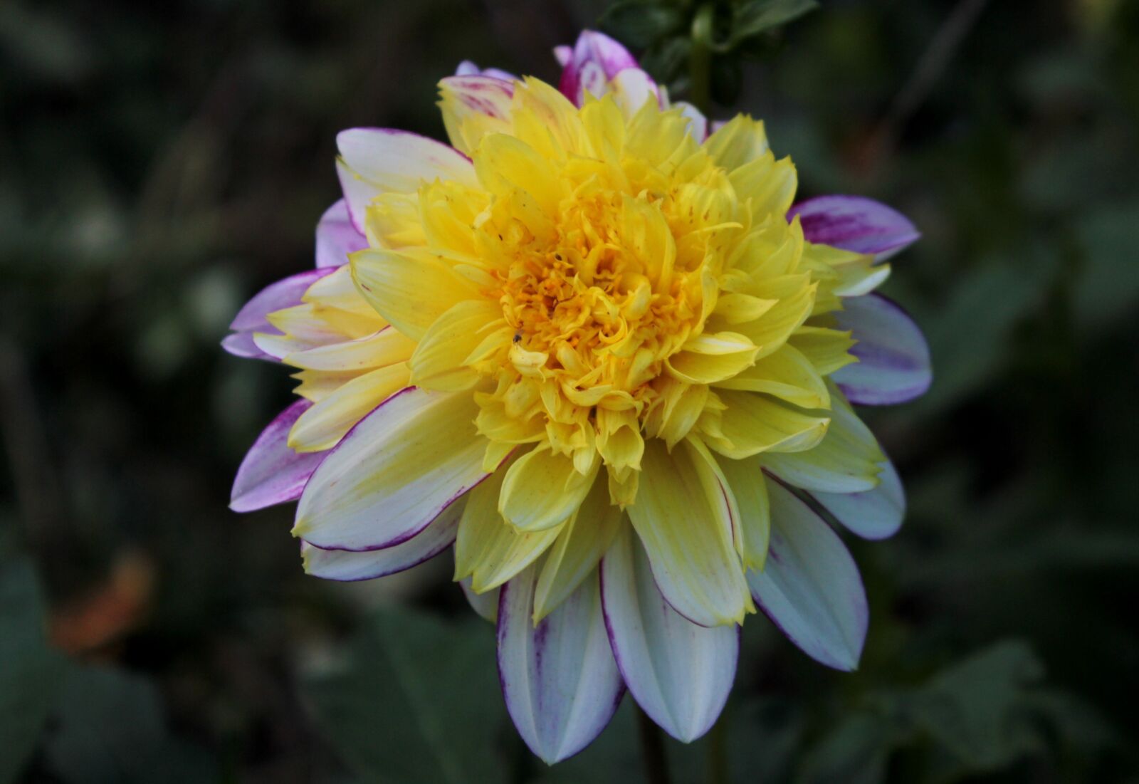 Canon EOS 600D (Rebel EOS T3i / EOS Kiss X5) sample photo. Dahlia, summer, flower photography