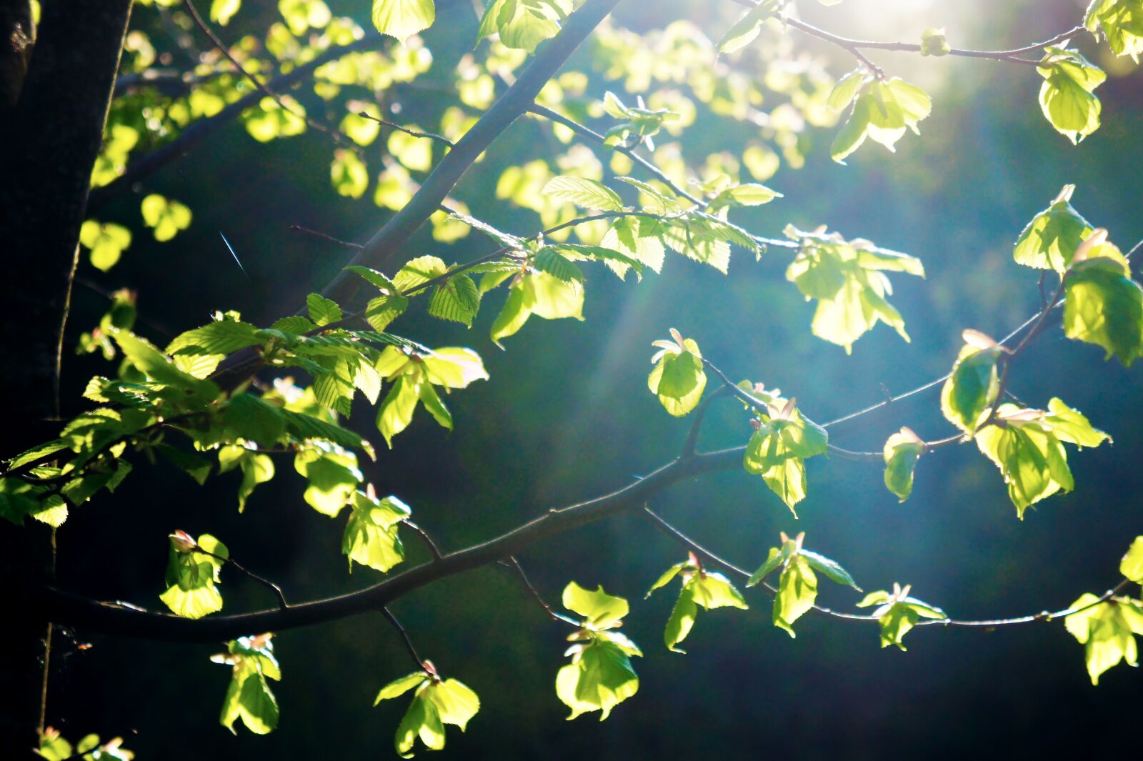 Sony Alpha NEX-3 + Sony E 18-55mm F3.5-5.6 OSS sample photo. Leaves, tree, nature photography