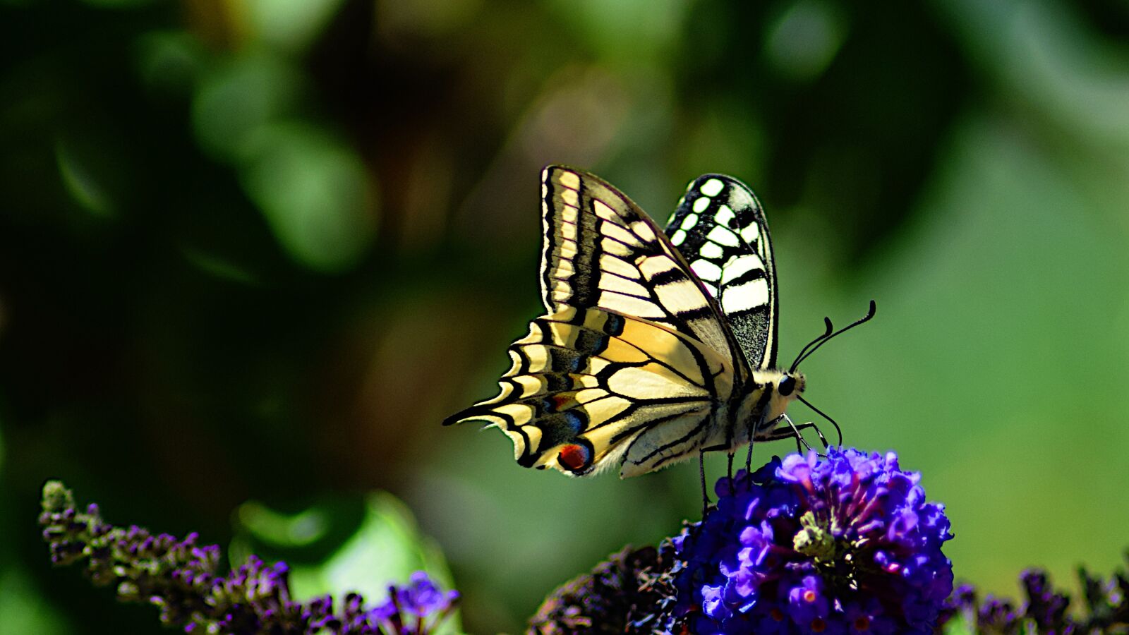 Nikon D3300 sample photo. Dovetail, butterfly, lilac photography