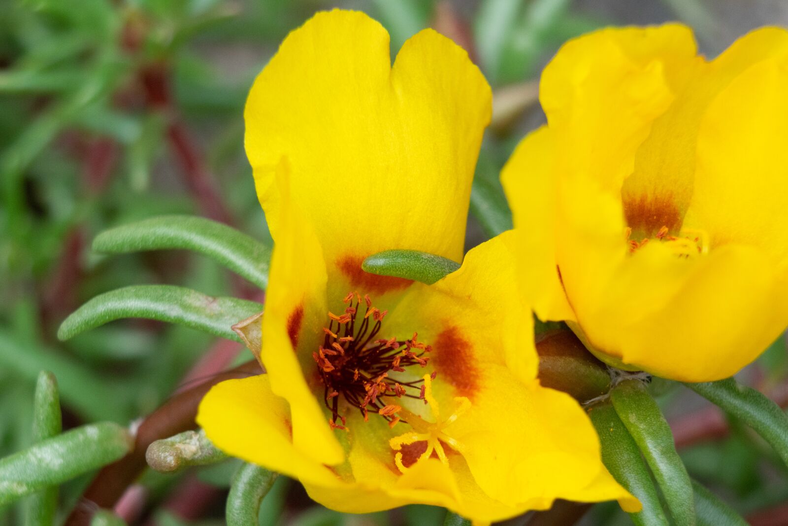 Nikon D3300 sample photo. Flower, bee, insect photography