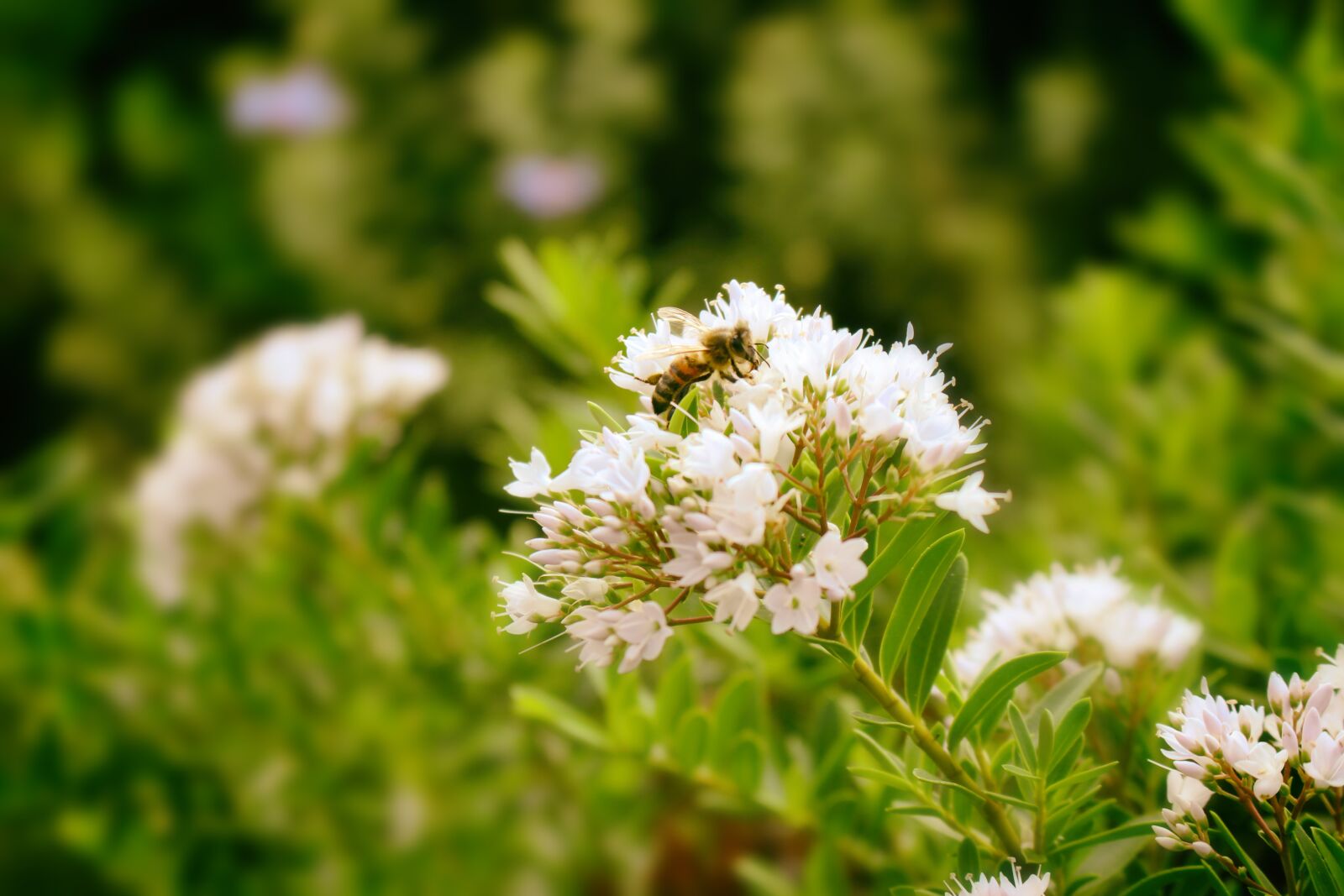 Canon EOS 100D (EOS Rebel SL1 / EOS Kiss X7) sample photo. Nature, insect, flowers photography